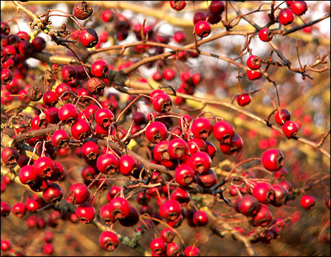 Hawthorn berries recipes